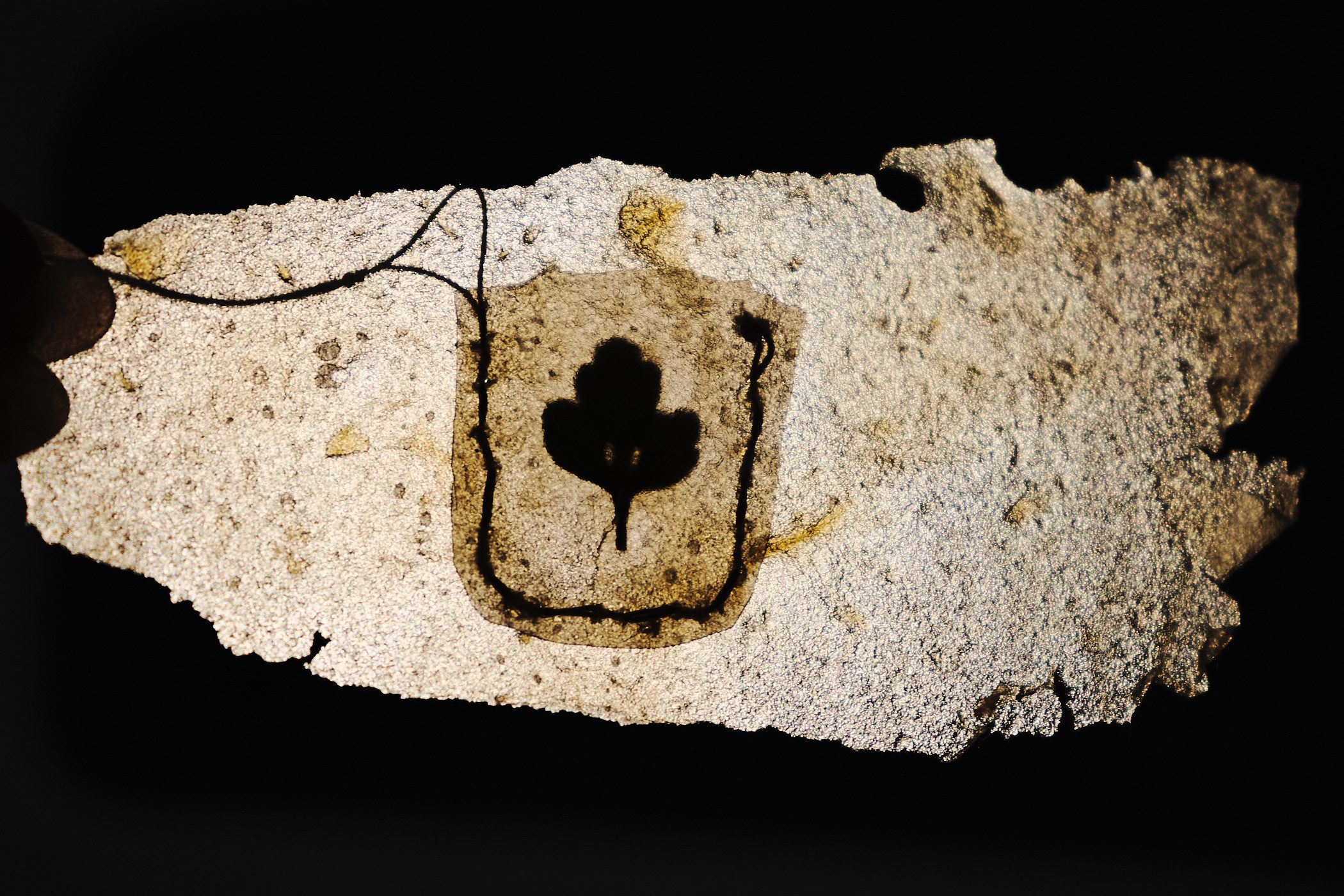 Lary-Rauh_appleleather_samples_web3